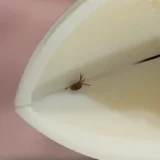 Tick Nipper