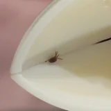 Tick Nipper